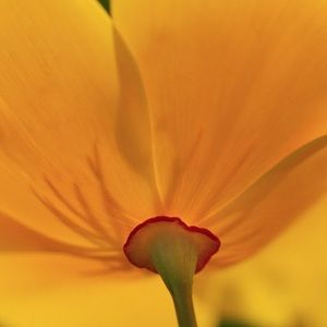 Meet your Posher, Marcela